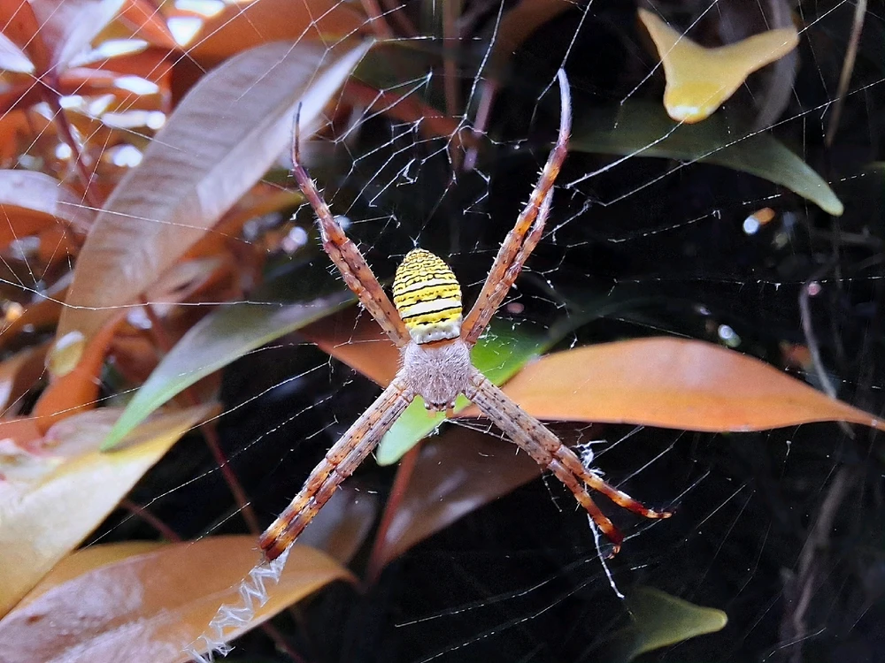 Image uploaded by Edo