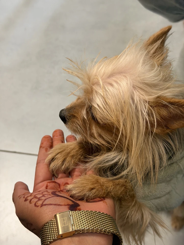 GIF uploaded by Madhvendra Singh Shekhawat