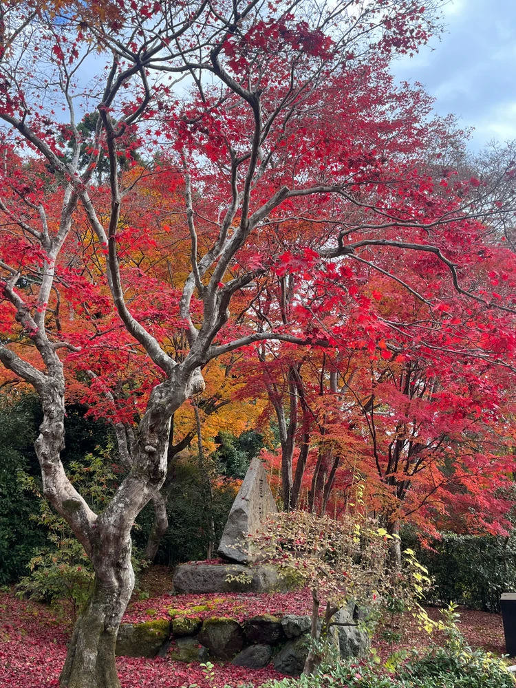 Image uploaded by Aldon