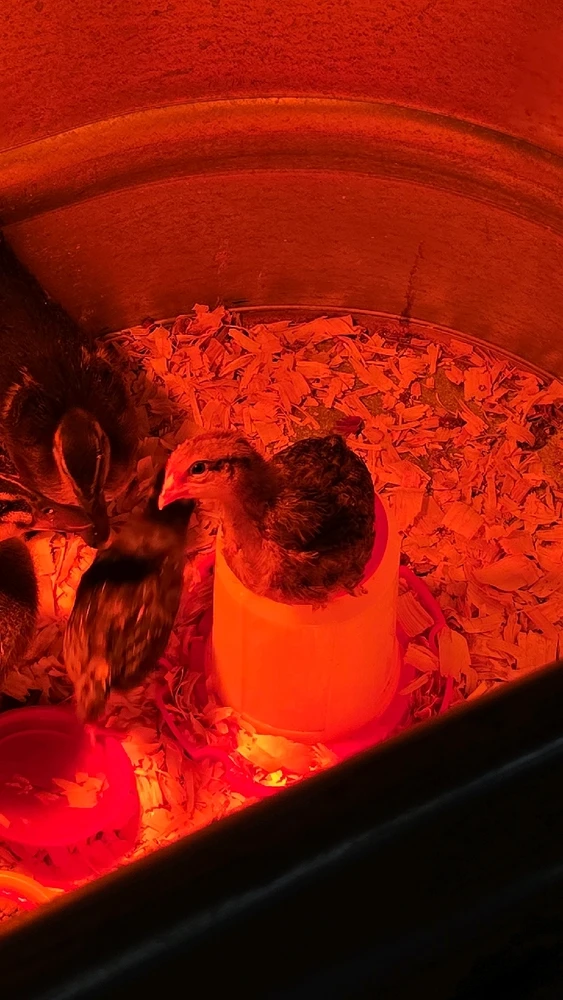 Gambar diunggah dening Angel