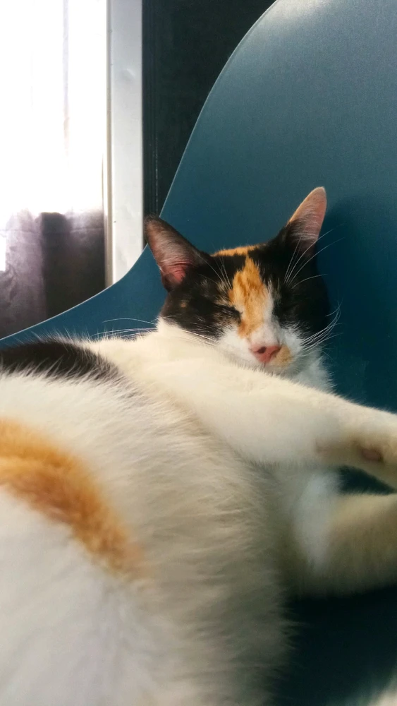 GIF uploaded by nay ฅ⁠^⁠•⁠ﻌ⁠•⁠^⁠ฅ