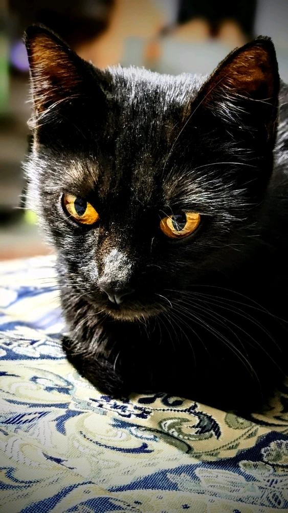 GIF uploaded by Hasnat Hameed