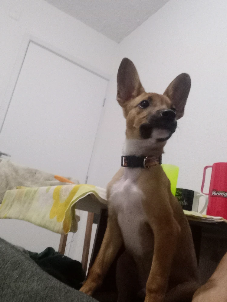 Imagem enviada por Guilherme