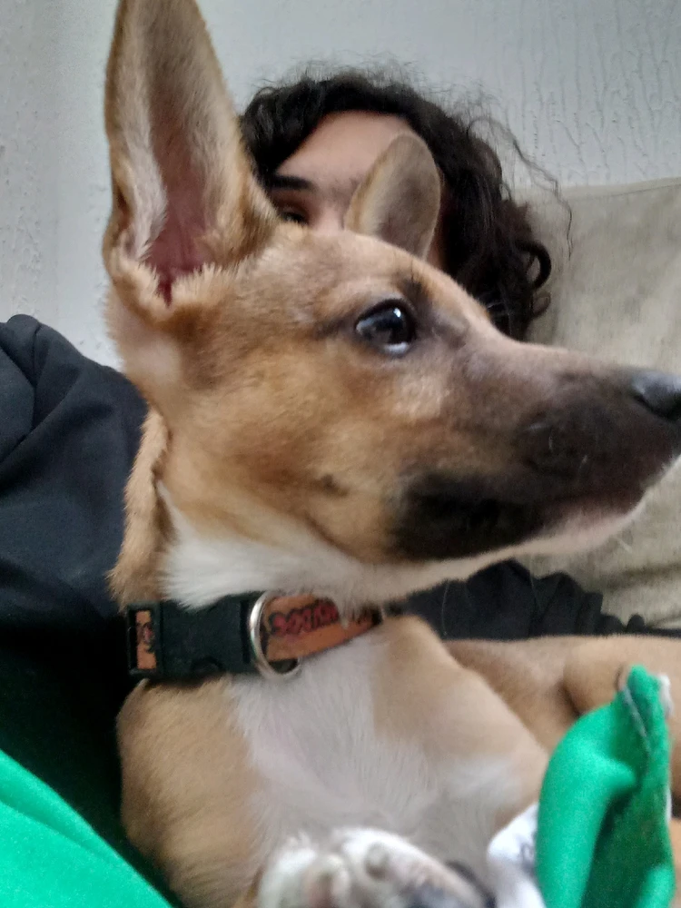 Imagem enviada por Guilherme