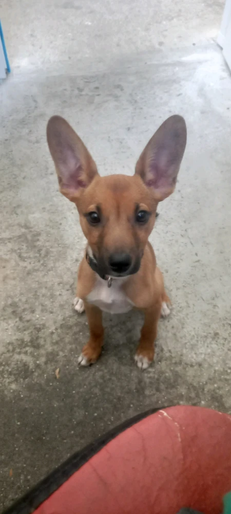 Imagem enviada por Guilherme