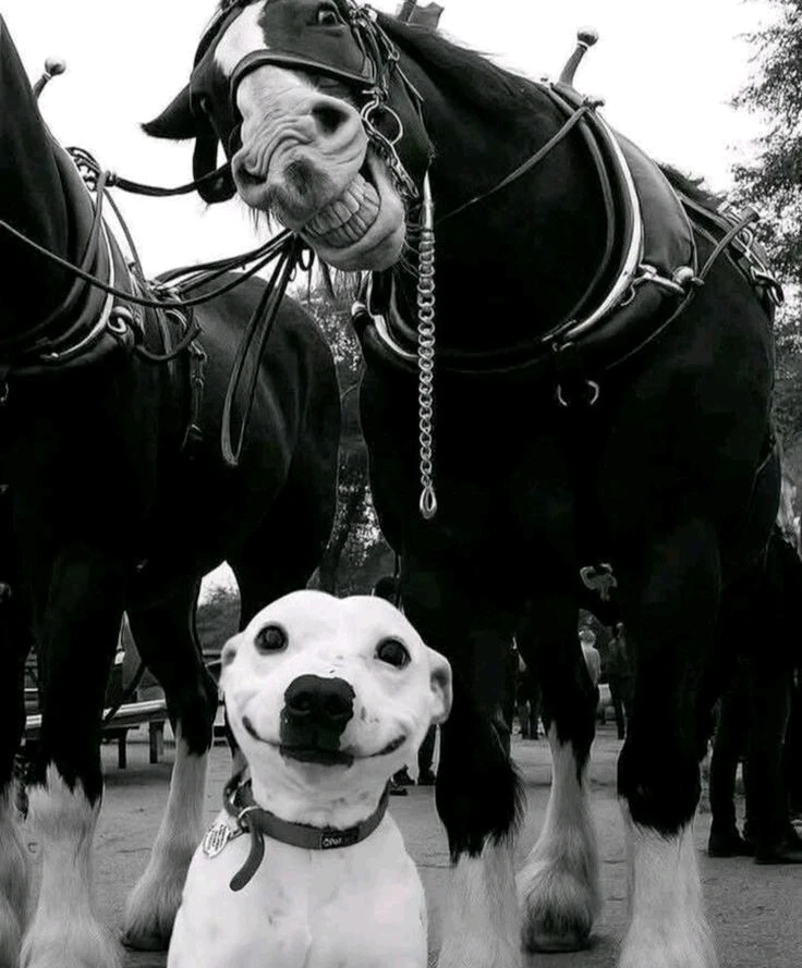 GIF ajouté par Sir_H.C