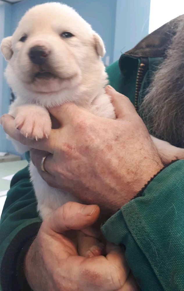 Gambar diunggah dening Mason