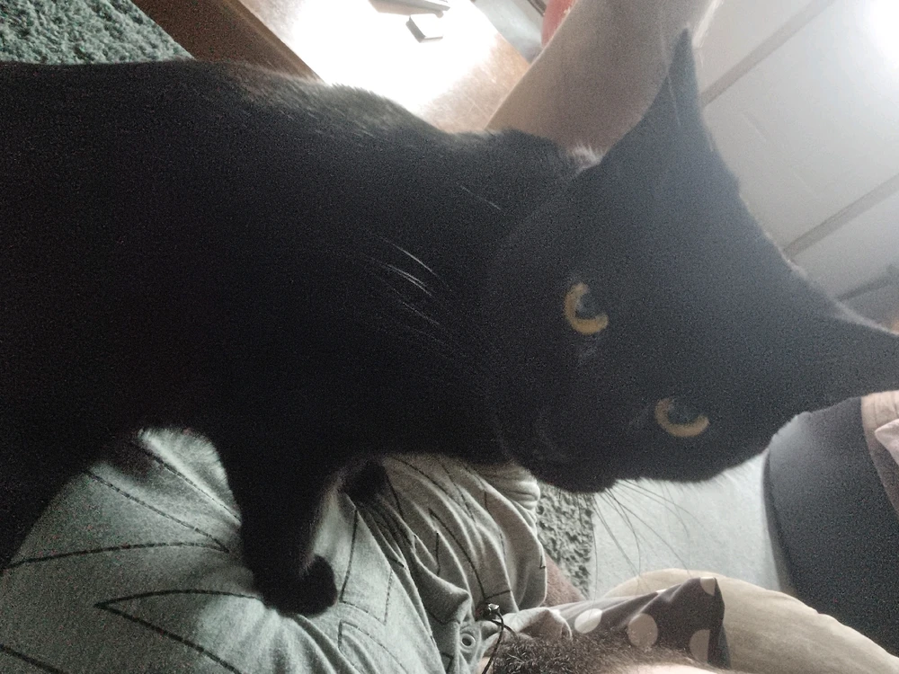 Gambar diunggah dening Mason