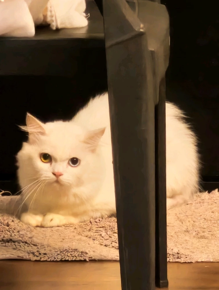 GIF uploaded by Hamraz