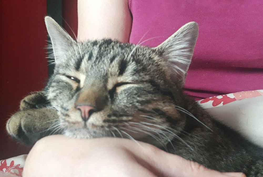 GIF hochgeladen von Marron