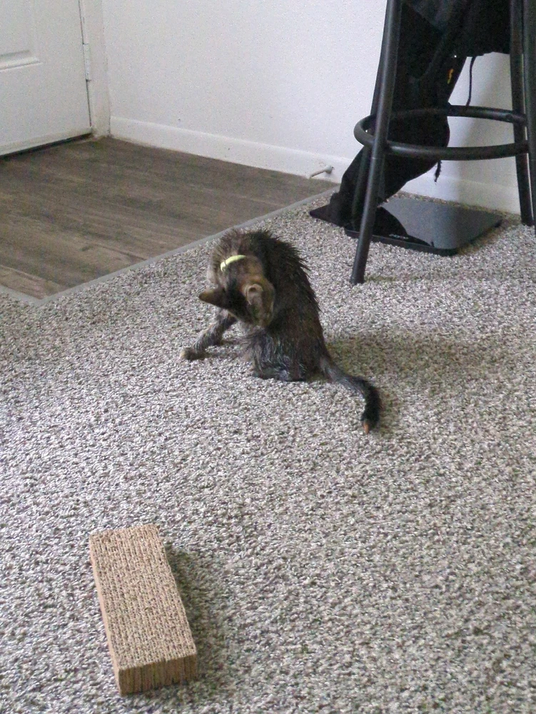 Image uploaded by Korey