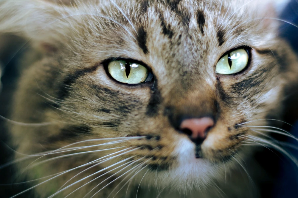 Image uploaded by Kazy