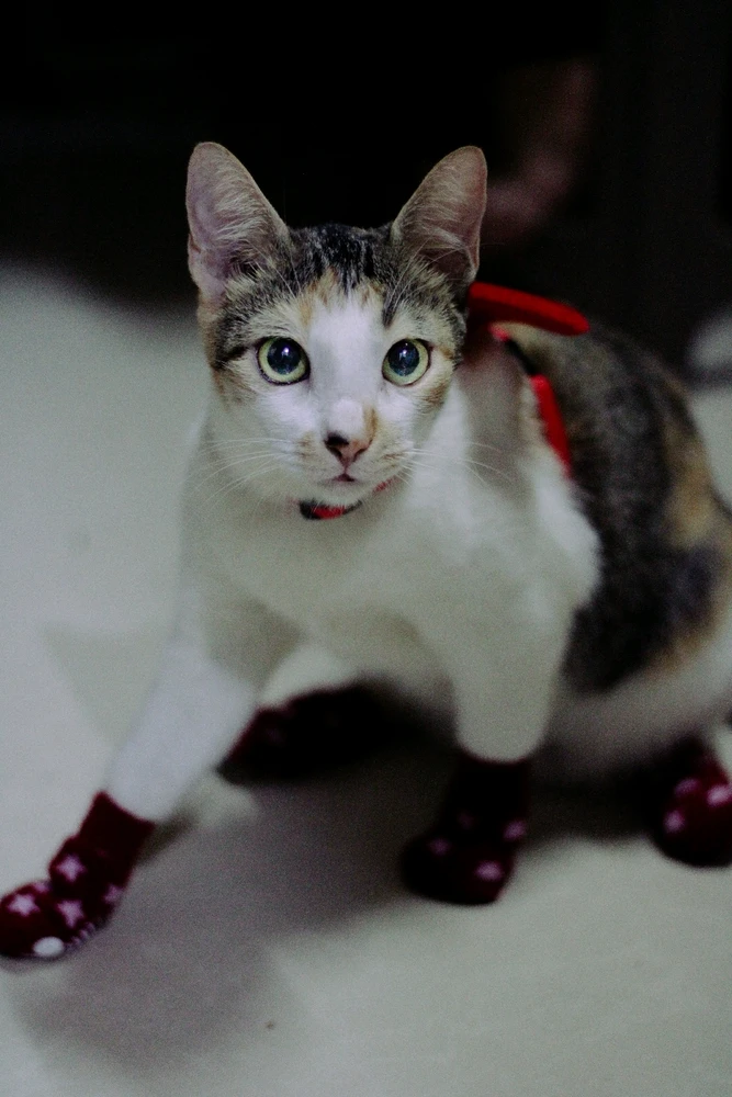 Image uploaded by Kazy