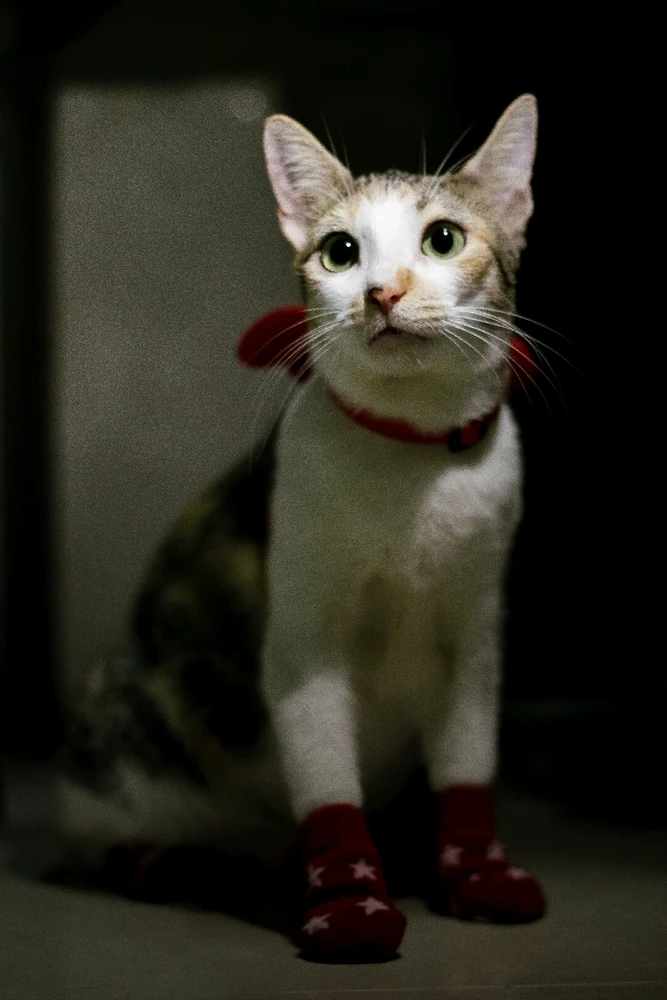 Image uploaded by Kazy