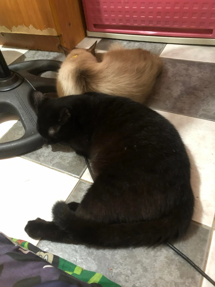 GIF uploaded by Vani