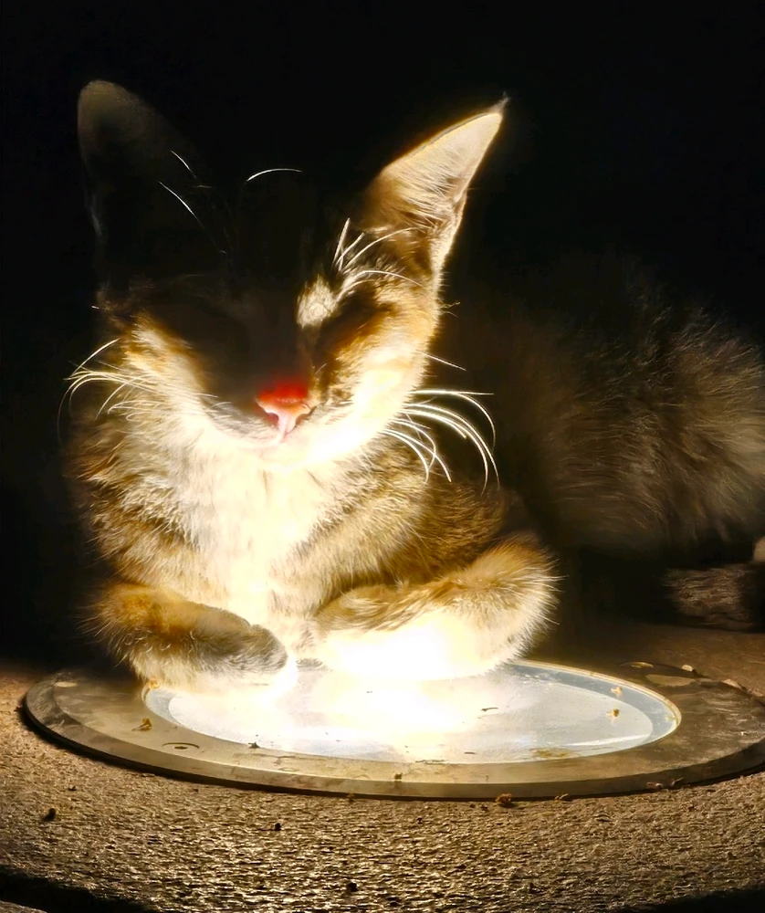 Image uploaded by Afrin