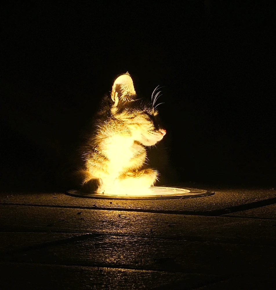 Image uploaded by Afrin