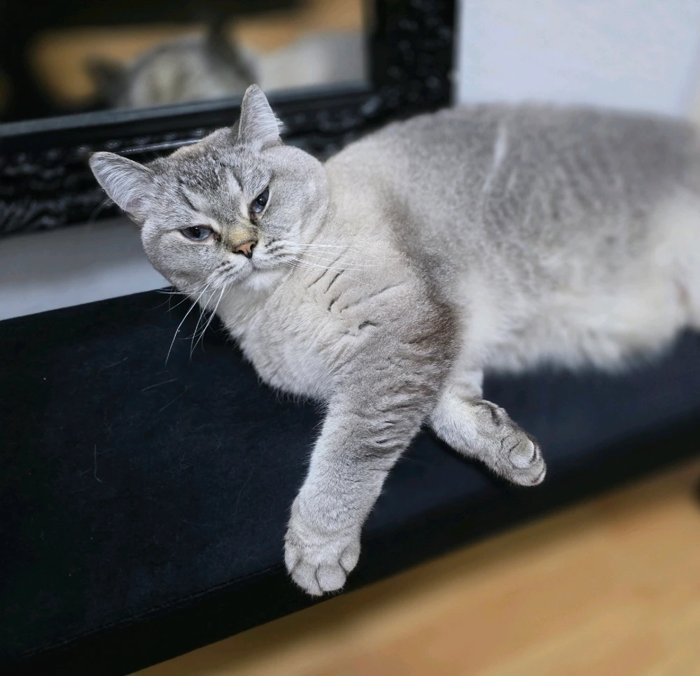 GIF hochgeladen von André