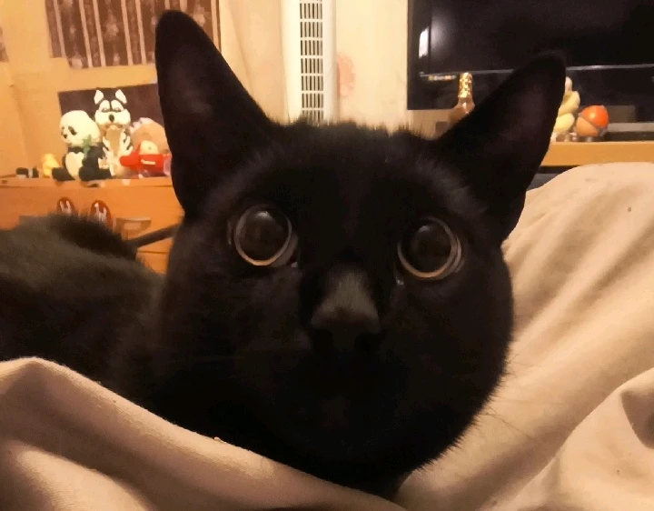 GIF uploaded by Jodie