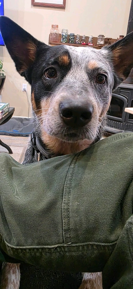 GIF diunggah dening Dustin