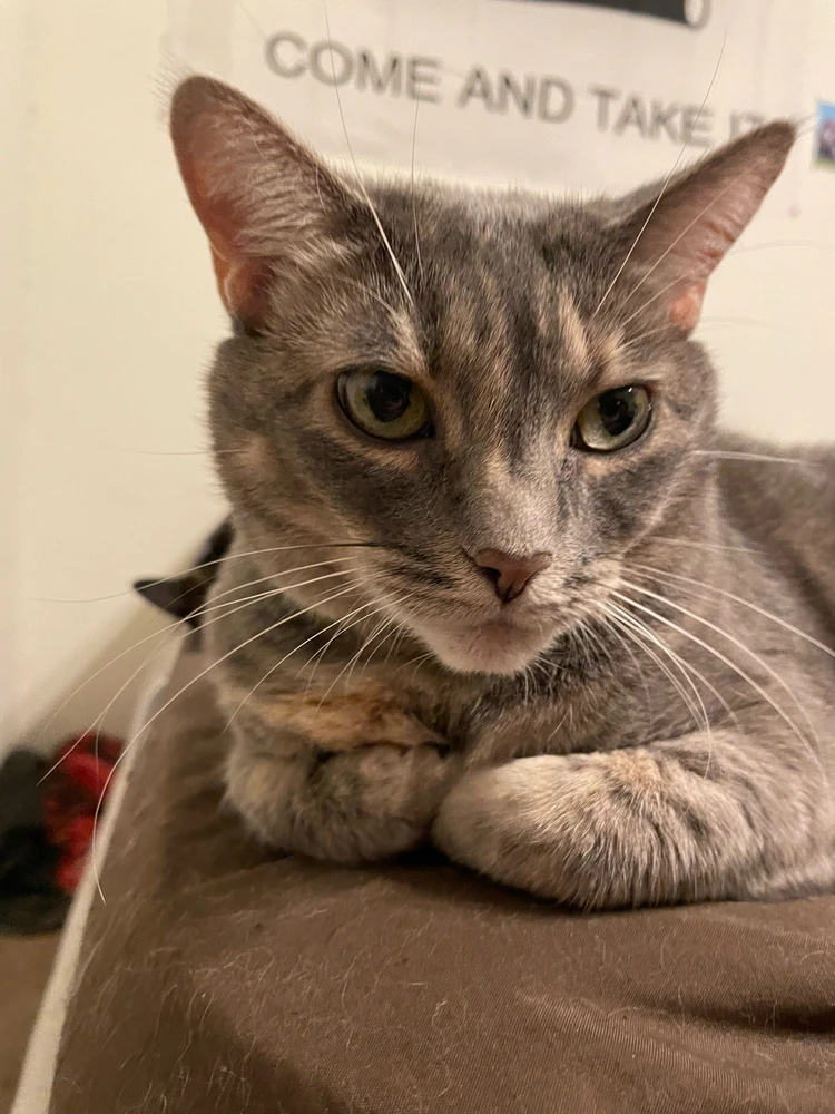 GIF uploaded by Chayton