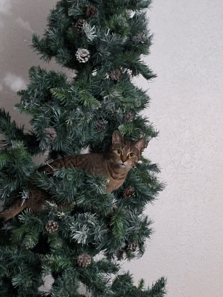 GIF uploaded by Tammy