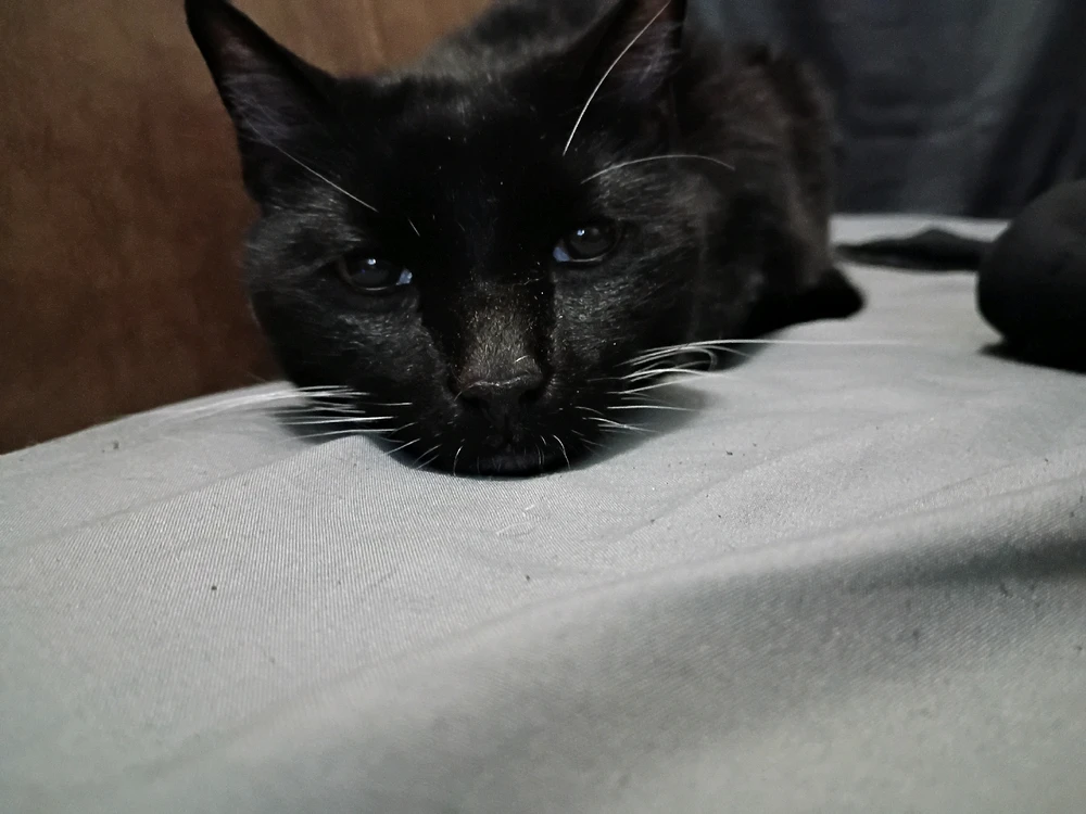 GIF uploaded by Drake