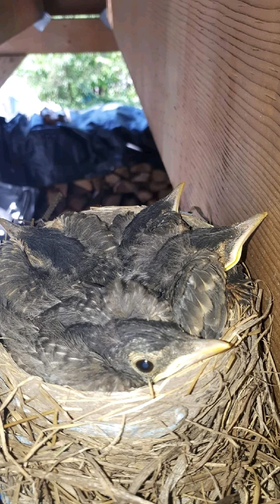 Image uploaded by Mason