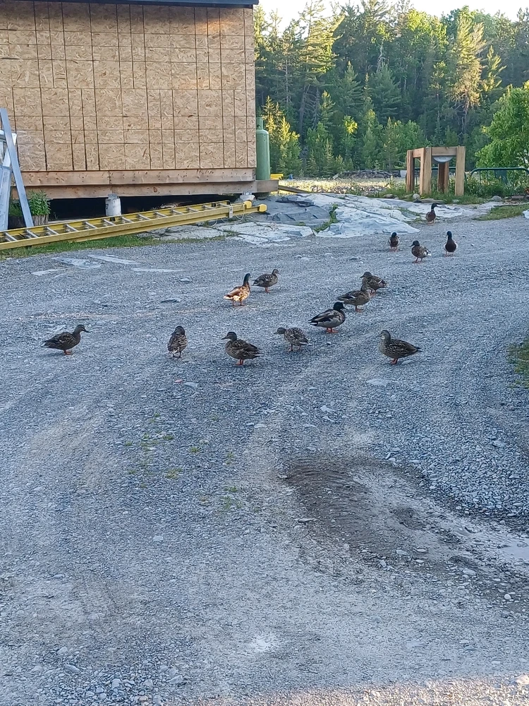 Image uploaded by Mason