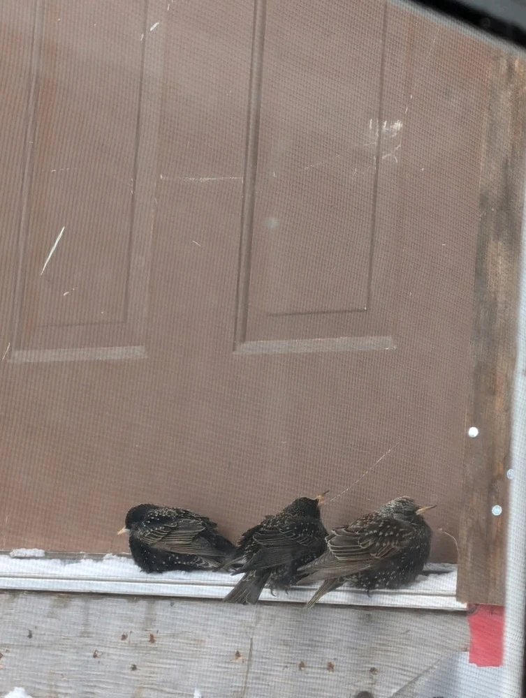 Image uploaded by Mason