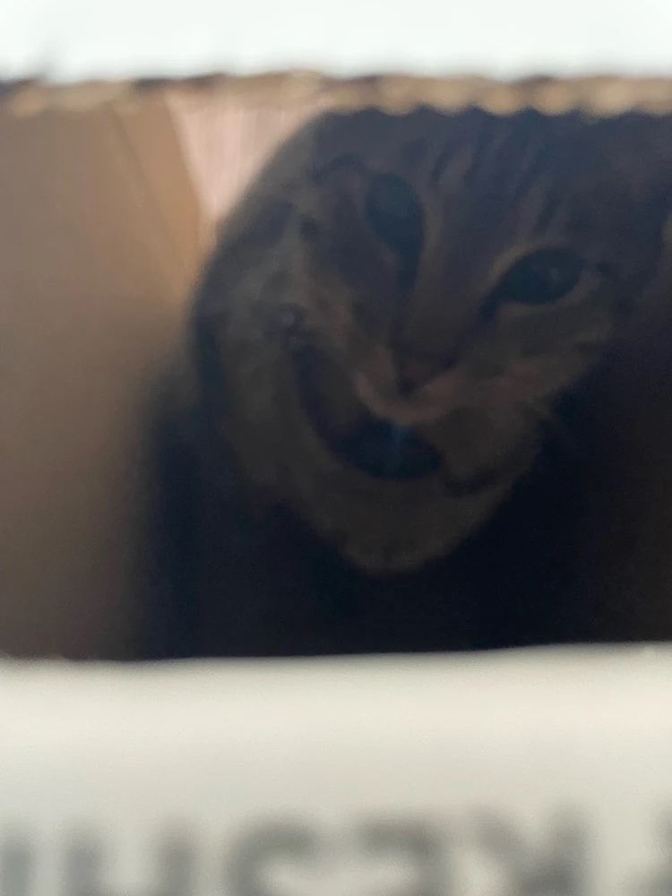 Image uploaded by Pao