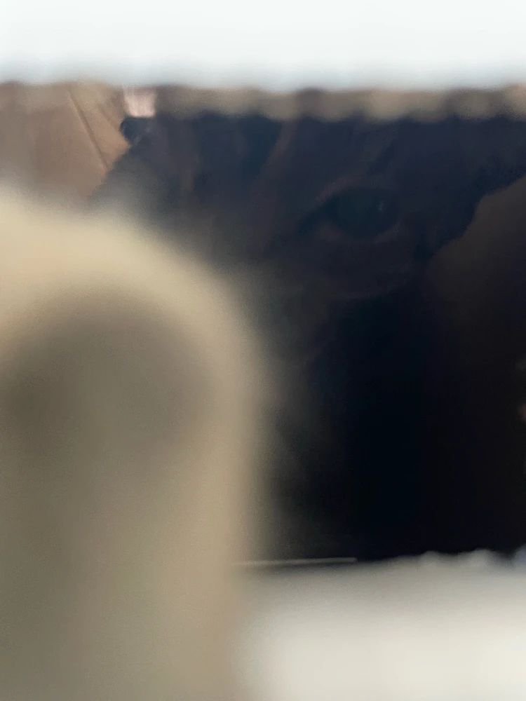 Image uploaded by Pao