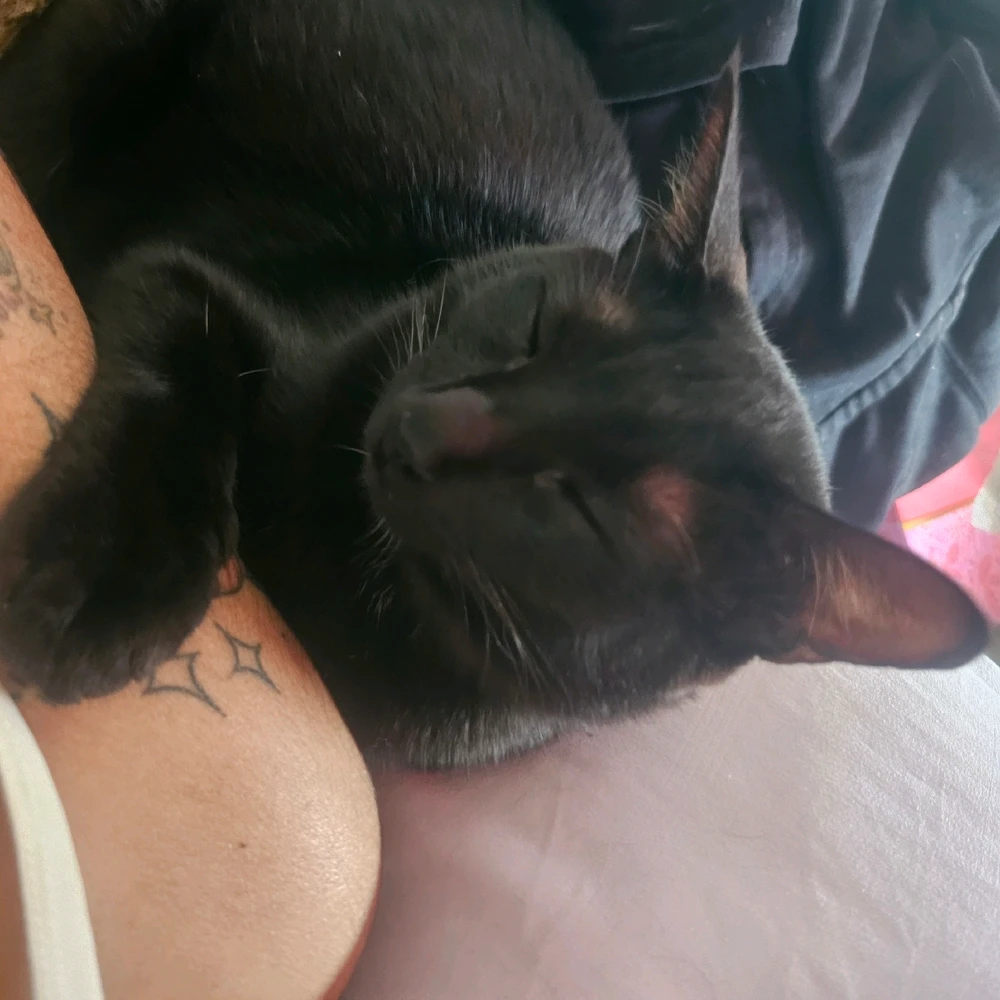 Image uploaded by Wiki