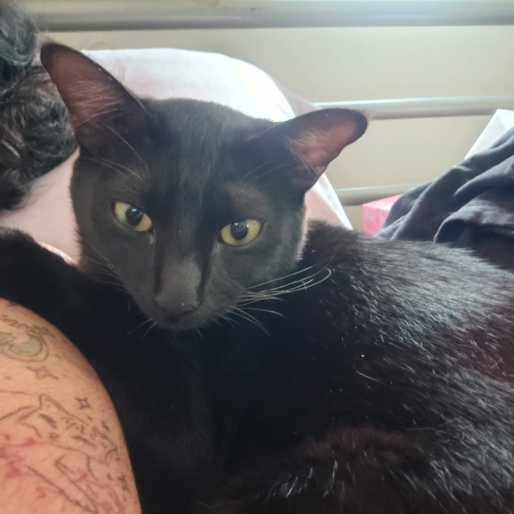 Image uploaded by Wiki