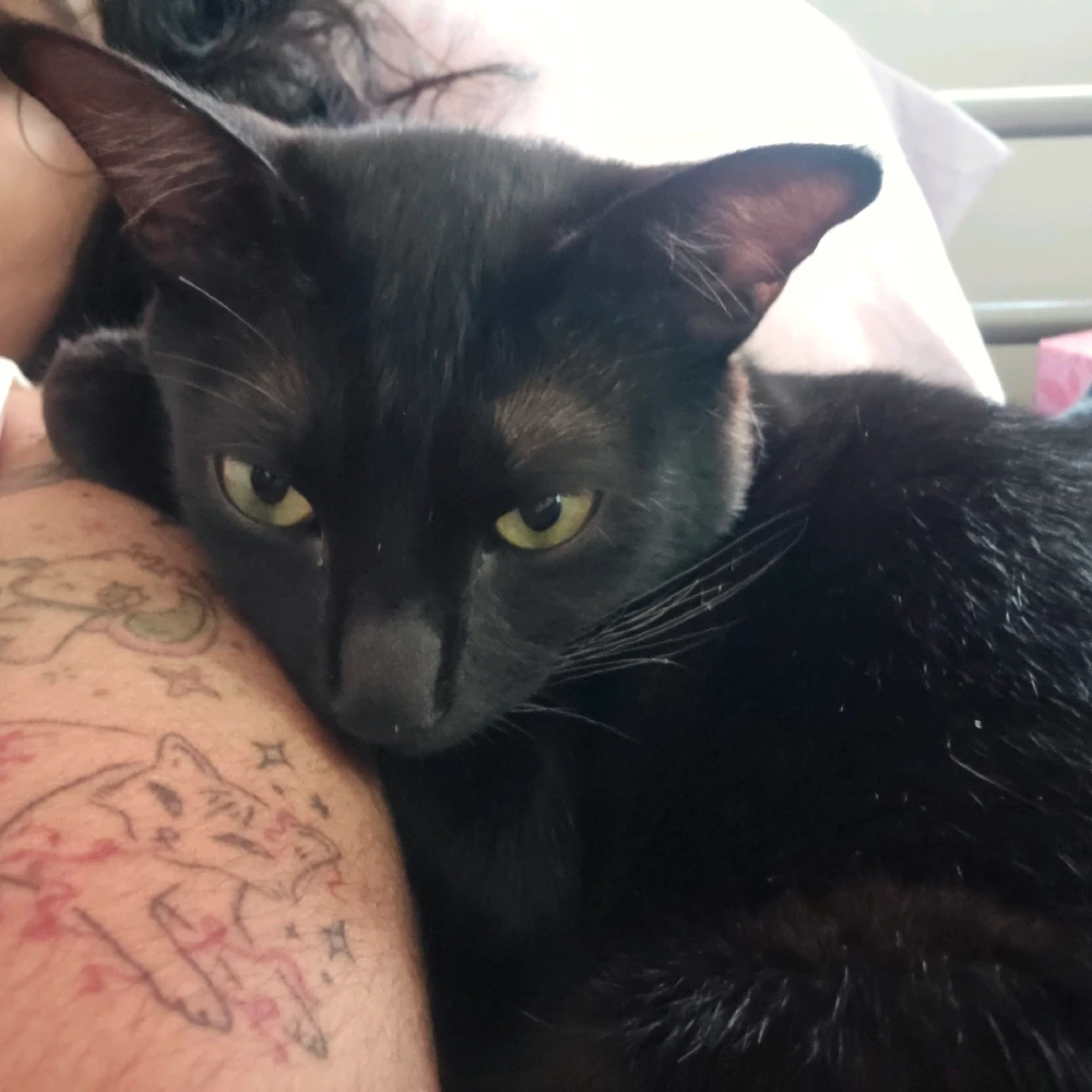 Image uploaded by Wiki