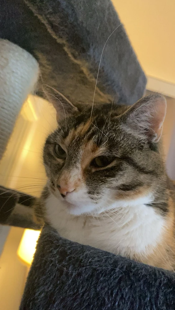 GIF-tiedoston lisäsi Jenni