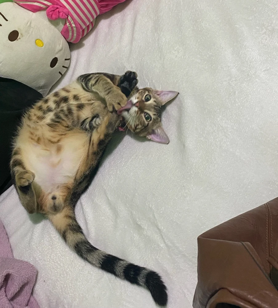 GIF uploaded by Ahriee