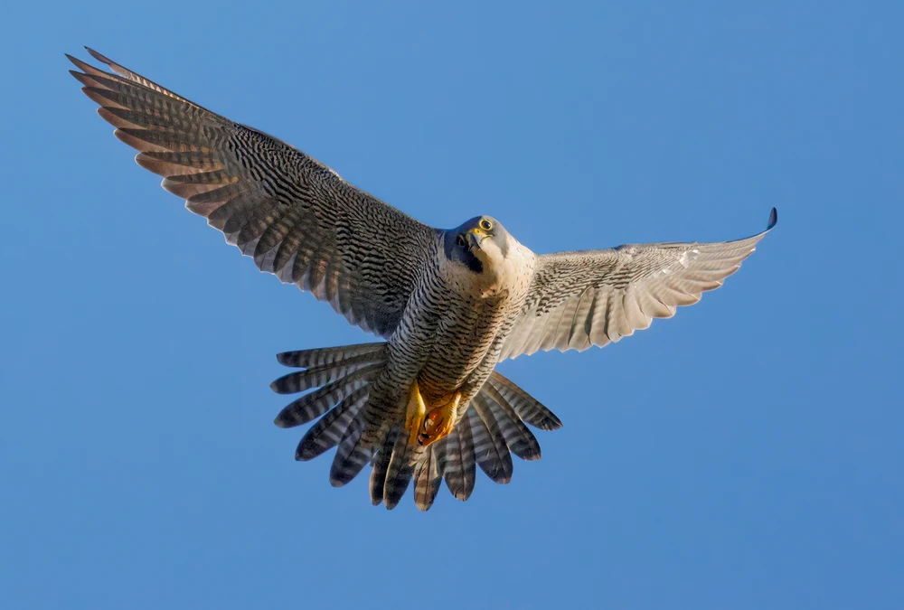 Gambar diunggah dening Richard