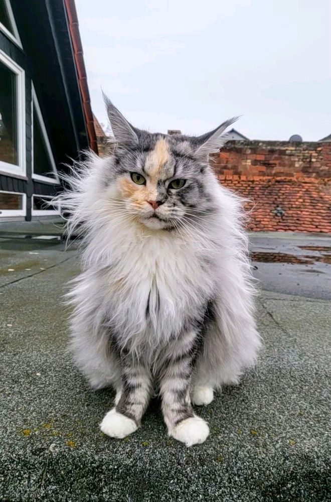 GIF hochgeladen von Alex