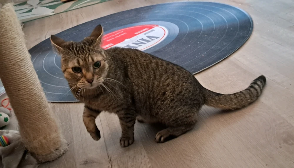 GIF hochgeladen von Christian