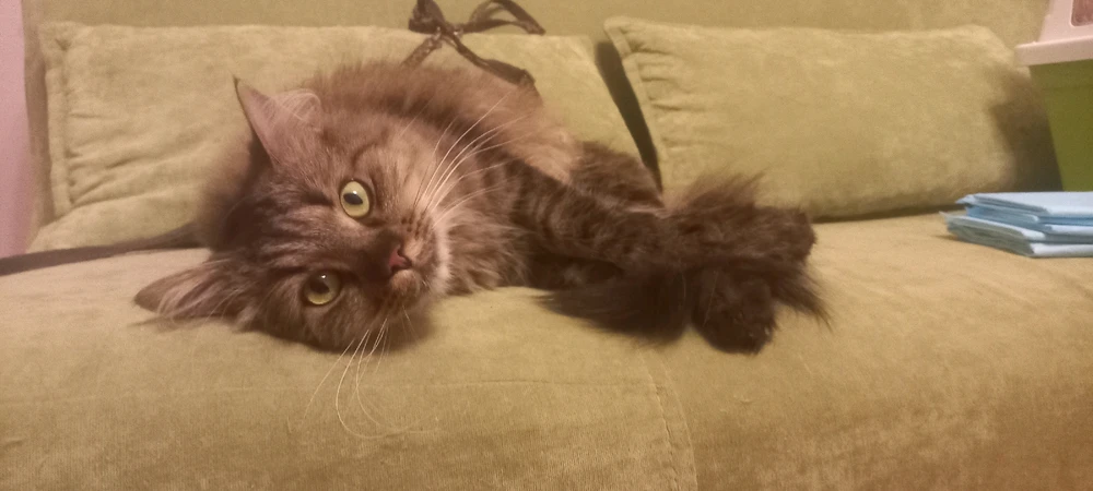 GIF uploaded by Patrik