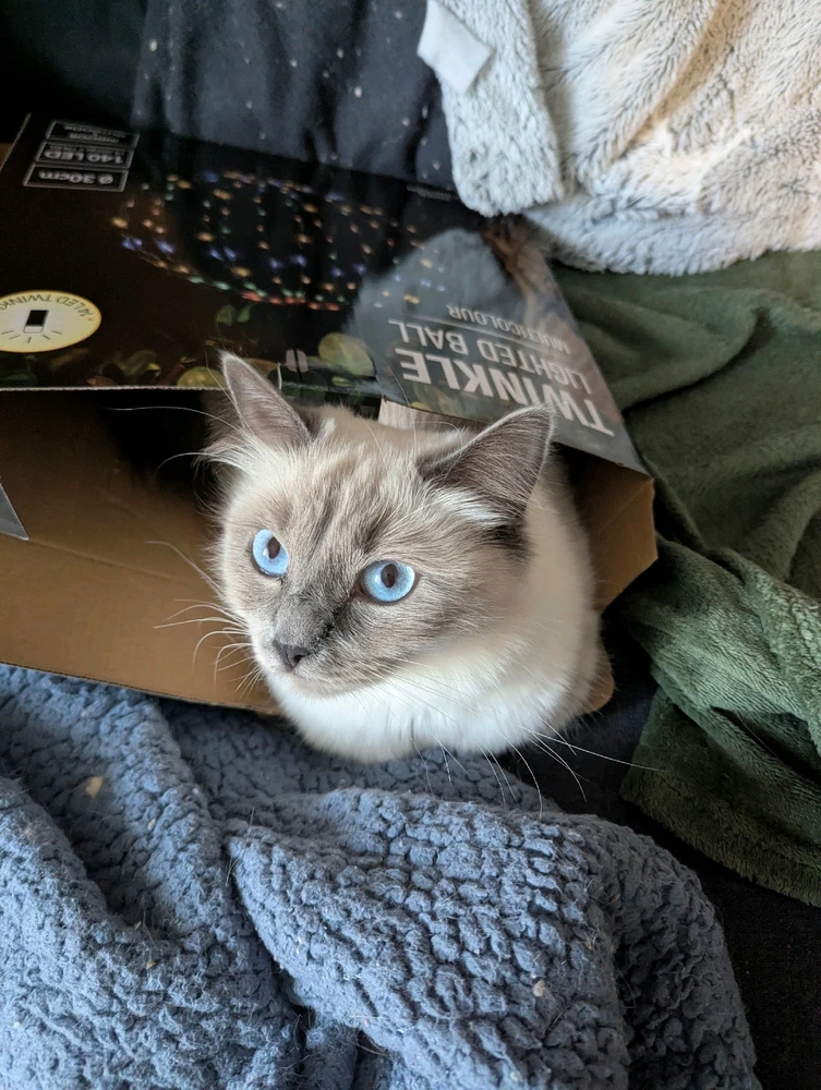 GIF hochgeladen von Babsi