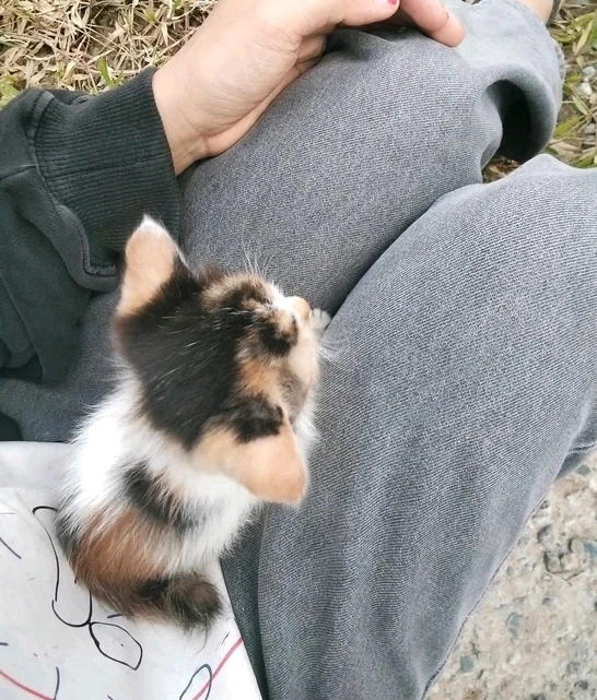 Gambar diunggah oleh Cipa