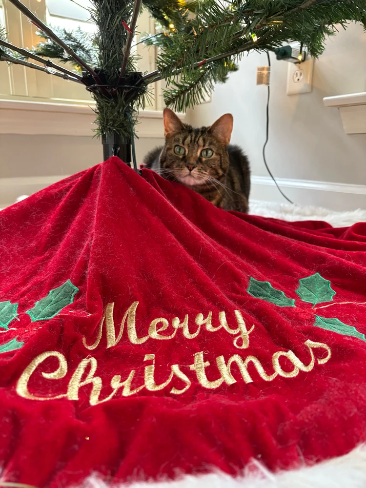 GIF uploaded by Allison