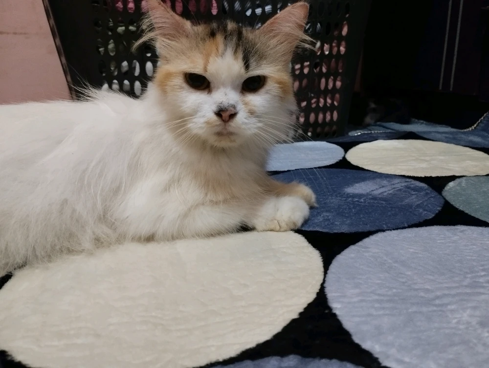 GIF uploaded by RaNdoM