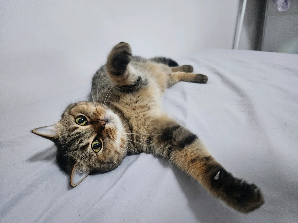 GIF uploaded by Sugar