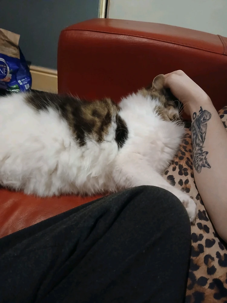 GIF uploaded by Wolfy