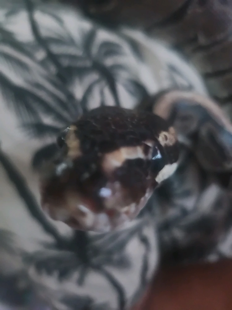 Image uploaded by Tyana