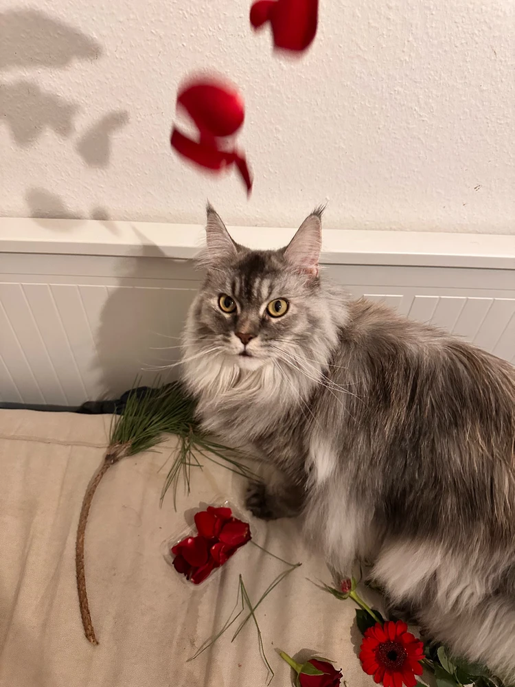 GIF uploaded by Gladys