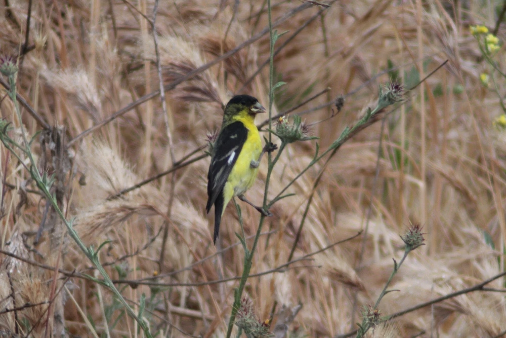 Image uploaded by Deke Smith